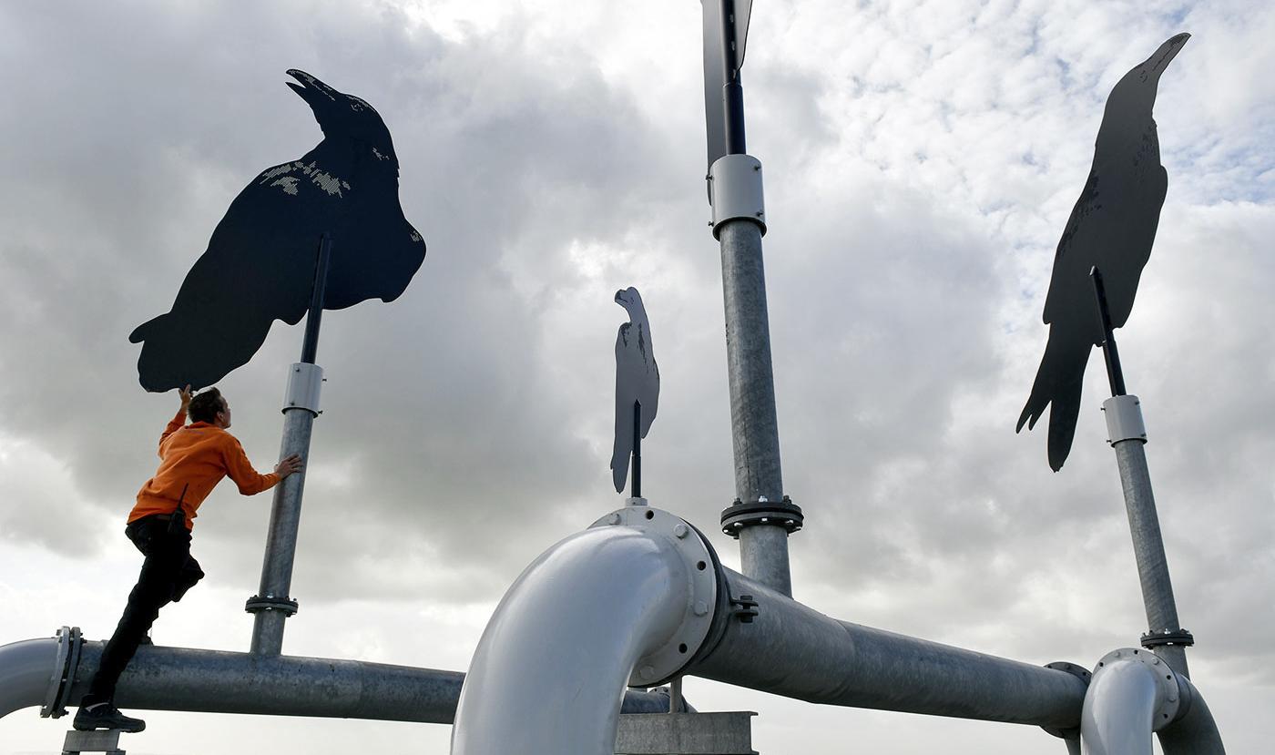 Raven in de Waard